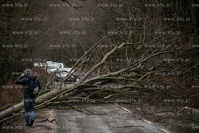 Silny wiatr wyrwał z korzeniami drzewo na trasie Wejherowo...