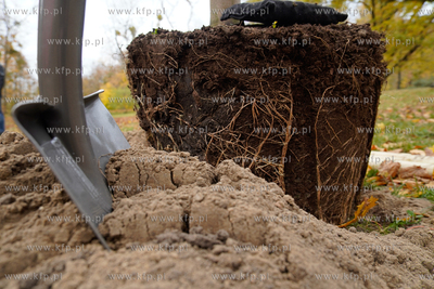 Park Przymorze. Inauguracja cyklu jesiennych nasadzeń...