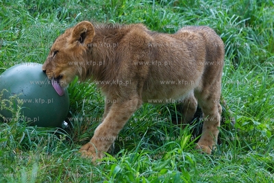 Międzynarodowy Dzień Lwa w gdańskim ZOO. 10.08.2018...