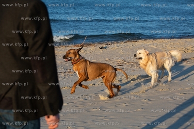 Plaża w Krynicy Morskiej. 16.02.2019 / Fot. Anna Rezulak...