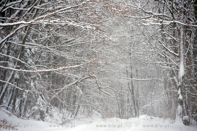 Trojmiejski Park Krajobrazowy zima 27.01.2010fot....