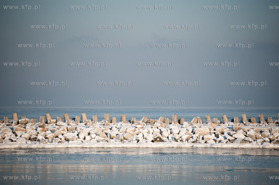 Gdansk. Zimowe mrozne popoludnie na Gorkach Zachodnich....