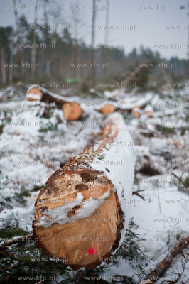 Gdansk. Rebiechowo. Wycinka drzew pod budowe Pomorskiej...