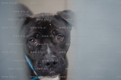 Gdansk. Schronisko dla bezdomych zwierzat Promyk. Akcja...