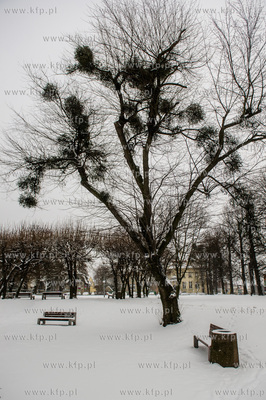 Gdańsk. Wrzeszcz. Park Uphagena. 
08.02.2017
fot....