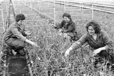 Szklarnie Kombinatu Ogrodniczego w Malinowie. 14.02.19772luty77_z.kosycarz_p19Fot....