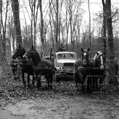 Wycinka lasu przez służby leśne. 11.19725listopad1972_z.kosycarz_p43Fot....