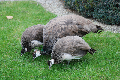 Praga (Czechy). W Ogrodach Senatu Republiki Czeskiej...