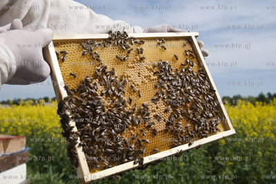 Pszczelarz pan Kazimierz Stosik podczas wiosennych...