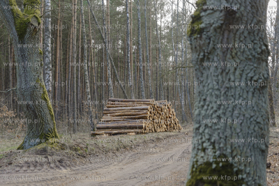 Stos ściętych drzew w lesie.
22.03.2020
Fot. Krzysztof...
