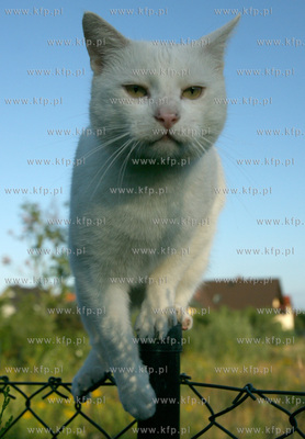 Lato w ogrodzie Nz. Kot Albin przechodzi przez plot...