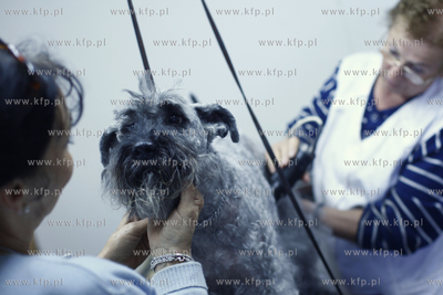 Gdansk Zaspa. Zaklad strzyzenia psow. Nz strzyzenie...