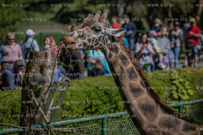 Siedemdziesiąte urodziny gdańskiego zoo. Nz. żyrafa.
12.05.2024
fot....