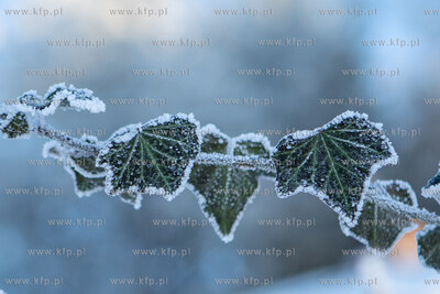 Jeleńska Huta, gmina Szemud. Zimowy krajobraz. 27.12.2021...