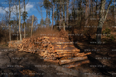 Trójmiejski Park Krajobrazowy. Lasy Oliwskie. Nz....