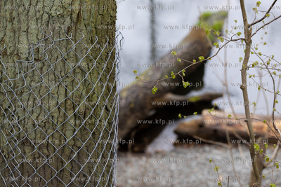 Sopot. Staw Mazowiecki. Drzewa zabiezpieczone siatką...