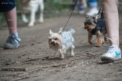 Gdynia Kolibki. Adventure Park. Festyn Edukacyjny pt....