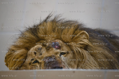 Gdansk. Oliwskie Zoo. Przyjazd czterech lwow, trzech...