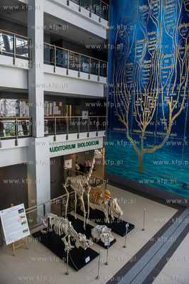 Uniwersytet Gdanski. Wydzial Biologii. Ekspozycja szkieletow...