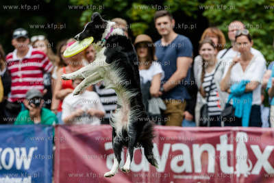 Sopot. Łazienki Połnocne. Zawody Latających Psów.
Nz...