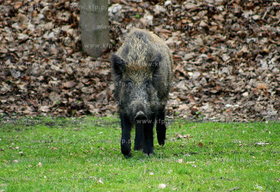Dziki spacerujace beztrosko na Bulwarze Nadmorskim...