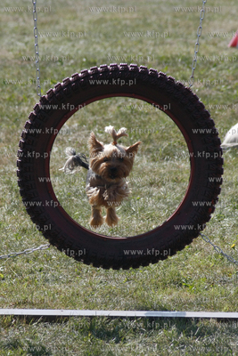 Sopocka Wystawa Psow Rasowych. W trakcie wystawy odbywaly...