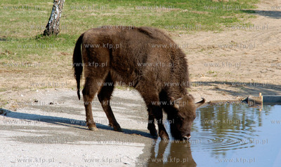 Slupsk  W Dolinie Charlotty pod Slupskiem powstaje...
