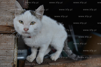 W Debogorzu Wybudowaniu (gmina Kosakowo), tuz przy...