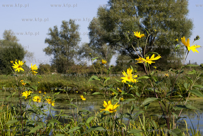 Motlawa w okolicach Gdanska - Olszynki. 
18.09.2014
Fot....