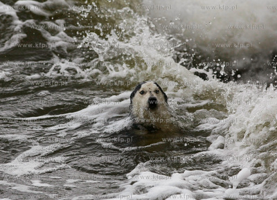 Gdynia. Bulwar nadmorski. Sztorm na Zatoce Gdanskiej....