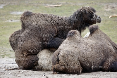Gdansk. Oliwskie zoo. Nz wielblad dwugarbny.
14.04.2013
fot....