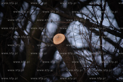 Rewitalizacja Opływu Motławy. Nz. ścięta gałąź...