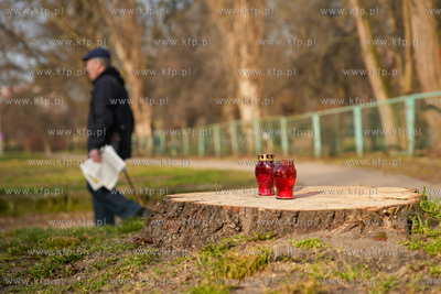 Znicze na ściętym drzewie przy ul. Kartuskiej w Gdańsku....