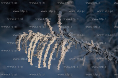 Jeleńska Huta, gmina Szemud. Zimowy krajobraz. 27.12.2021...