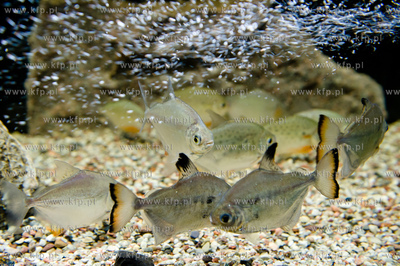 Sopot. Budynek dawnego klubu nocnego Enzym. Nowo otwarte...