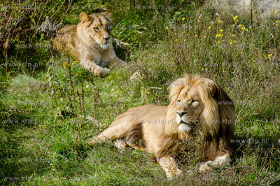 Gdansk. Zoo w Oliwie. Swiatowy dzien zwierzat. Prezentacja...