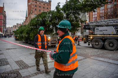 Gdansk. Dlugi Targ. Operacja stawiania swiatecznej...