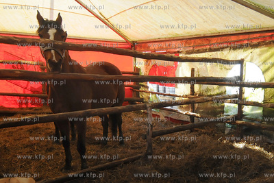Reda k/Wejherowa. Stadnina Koni Pegaz po pozarze, w...