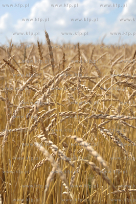 Zniwa w okolicy Pelplina
07.08.2009
fot. Krzysztof...