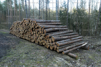 Stos ściętych drzew w lesie.
22.03.2020
Fot. Krzysztof...