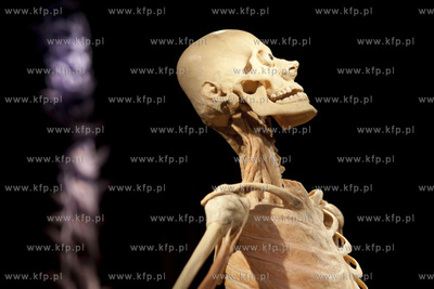 Wystawa o ciele ludzkim Human Body.
30.04.2013
fot....