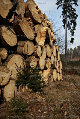 Gigantyczny wyrąb drzew w Trójmiejskim Parku Krajoobrazowym.
25.03.2015
fot....