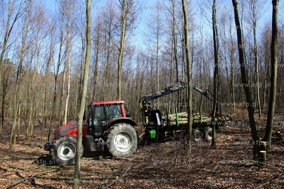 Scinka drzew w Trójmiejskim Parku Krajobrazowymw w...