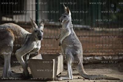 Gdańsk. Zoo. Nz. kongury.
28.07.2015
fot. Krzysztof...