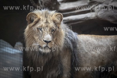 Drugie urodziny lwów angolskich w gdańskim ZOO. 05.10.2019...