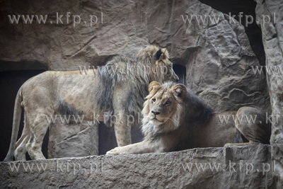 Drugie urodziny lwów angolskich w gdańskim ZOO.
05.10.2019
fot....