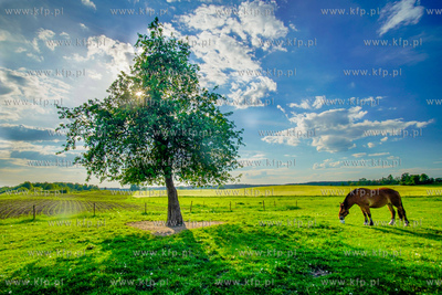 Mazury, Wojnowo. Koń na pastwisku.03.06.2021 fot....