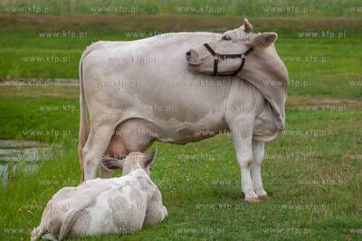 Kluki Smołdzińskie. Nz. Krowy. 14.07.2018. Fot. Anna...
