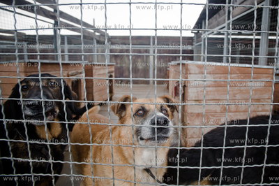 Gdansk. Schronisko dla bezdomych zwierzat Promyk. Akcja...