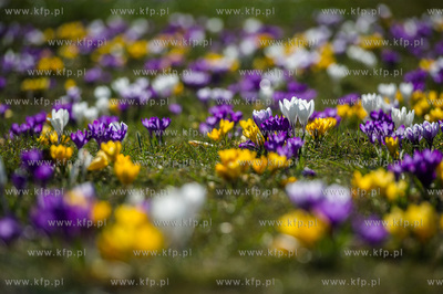 Gdynia. Chylonia. Kolorowe krokusy, ktore zakwitly...